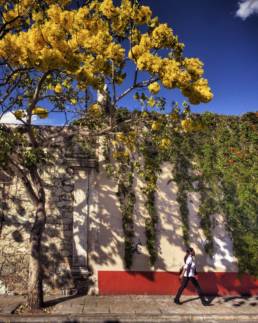 wall-oaxaca