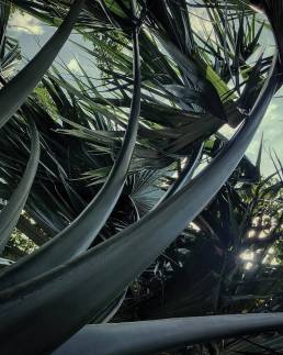 palm-paseo-montejo-1